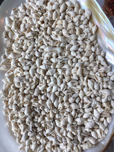 Load image into Gallery viewer, Nassa Shells 1/4cm - 1cm - White Nassa shells - Small Shell Mix - Tiny Seashells - Crafting Shells - Seashells - Crafts - FREE SHIPPING!