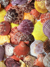Load image into Gallery viewer, Colored Pectin Shells 1"-2" - Colorful Pectins  - Natural Seashell - Colorful Scallop - Pectin Seashell - Scallop - Crafts - FREE SHIPPING!