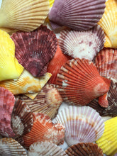 Load image into Gallery viewer, Colored Pectin Shells 1"-2" - Colorful Pectins  - Natural Seashell - Colorful Scallop - Pectin Seashell - Scallop - Crafts - FREE SHIPPING!