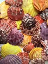 Load image into Gallery viewer, Colored Pectin Shells 1"-2" - Colorful Pectins  - Natural Seashell - Colorful Scallop - Pectin Seashell - Scallop - Crafts - FREE SHIPPING!