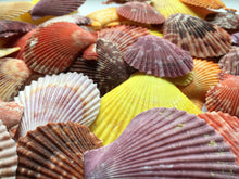 Load image into Gallery viewer, Colored Pectin Shells 1"-2" - Colorful Pectins  - Natural Seashell - Colorful Scallop - Pectin Seashell - Scallop - Crafts - FREE SHIPPING!