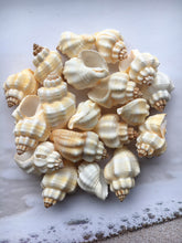 Load image into Gallery viewer, Nutmeg Shell (Cancellaria Snail Shells) Craft Seashells-Beach Decor Seashells-Small Seashells-Crafting Supplies-Wedding Decor-FREE SHIPPING!