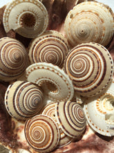 Load image into Gallery viewer, Sundial Seashells 3/4"-1.5" Sundial Seashell Craft Seashells-Beach Craft Supplies-Seashells Bulk-Seashells Supplies-Crafting-FREE SHIPPING!