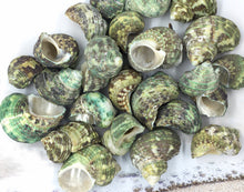 Load image into Gallery viewer, Turbo Stenogyrus Shells-Green Turbo Shells-Shells for Crafting-Decor-Shells-Sea Shells-Turbo Shells-Wedding-Small Shells-FREE SHIPPING!
