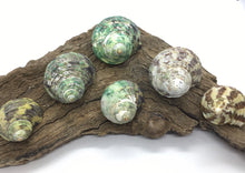 Load image into Gallery viewer, Turbo Stenogyrus Shells-Green Turbo Shells-Shells for Crafting-Decor-Shells-Sea Shells-Turbo Shells-Wedding-Small Shells-FREE SHIPPING!