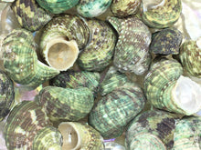 Load image into Gallery viewer, Turbo Stenogyrus Shells-Green Turbo Shells-Shells for Crafting-Decor-Shells-Sea Shells-Turbo Shells-Wedding-Small Shells-FREE SHIPPING!