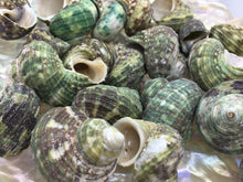Load image into Gallery viewer, Turbo Stenogyrus Shells-Green Turbo Shells-Shells for Crafting-Decor-Shells-Sea Shells-Turbo Shells-Wedding-Small Shells-FREE SHIPPING!
