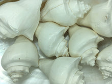 Load image into Gallery viewer, Hemifusus Pugilina White Shells-Decor-White Shells-Crafting Shells-Wedding Shells-Sea Shells Bulk-Nautical Decor-White Shells