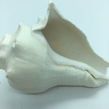 Load image into Gallery viewer, Hemifusus Pugilina White Shells-Decor-White Shells-Crafting Shells-Wedding Shells-Sea Shells Bulk-Nautical Decor-White Shells