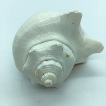 Load image into Gallery viewer, Hemifusus Pugilina White Shells-Decor-White Shells-Crafting Shells-Wedding Shells-Sea Shells Bulk-Nautical Decor-White Shells