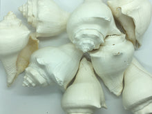 Load image into Gallery viewer, Hemifusus Pugilina White Shells-Decor-White Shells-Crafting Shells-Wedding Shells-Sea Shells Bulk-Nautical Decor-White Shells