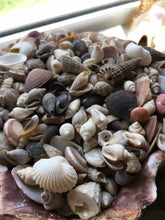 Load image into Gallery viewer, Shell Mix-1/4"-1" Tiny/Small Shell Mix-Craft Seashells-Small Seashells-Beach Wedding Decor-Seashells Supplies-Tiny Seashells-FREE SHIPPING!