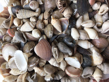 Load image into Gallery viewer, Shell Mix-1/4"-1" Tiny/Small Shell Mix-Craft Seashells-Small Seashells-Beach Wedding Decor-Seashells Supplies-Tiny Seashells-FREE SHIPPING!