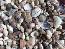 Load image into Gallery viewer, Shell Mix-1/4"-1" Tiny/Small Shell Mix-Craft Seashells-Small Seashells-Beach Wedding Decor-Seashells Supplies-Tiny Seashells-FREE SHIPPING!