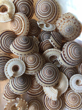 Load image into Gallery viewer, Sundial Seashells 3/4"-1.5" Sundial Seashell Craft Seashells-Beach Craft Supplies-Seashells Bulk-Seashells Supplies-Crafting-FREE SHIPPING!