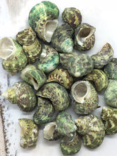 Load image into Gallery viewer, Turbo Stenogyrus Shells-Green Turbo Shells-Shells for Crafting-Decor-Shells-Sea Shells-Turbo Shells-Wedding-Small Shells-FREE SHIPPING!