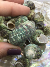 Load image into Gallery viewer, Turbo Stenogyrus Shells-Green Turbo Shells-Shells for Crafting-Decor-Shells-Sea Shells-Turbo Shells-Wedding-Small Shells-FREE SHIPPING!