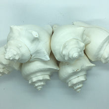 Load image into Gallery viewer, Hemifusus Pugilina White Shells-Decor-White Shells-Crafting Shells-Wedding Shells-Sea Shells Bulk-Nautical Decor-White Shells