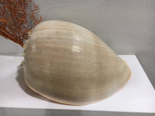 Load image into Gallery viewer, Huge Melon Shell 6&quot;- 7” Beach House Decor, Coastal Cottage, Nautical Decor, Collector Shell
