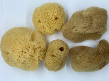 Load image into Gallery viewer, Sea Silk Sponge - Facial Sponge - Natural Sea Silk Sponge -Cosmetic Natural Sea Sponge - Face Care - Beauty Supply - Exfoliating