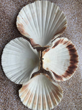 Load image into Gallery viewer, Irish Deep Baking Scallop Shell 4"-4.5" - Seashell Supplies - Scallop Shells Crafts - Irish Baking Shells - Wedding Decor - FREE SHIPPING!