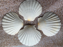 Load image into Gallery viewer, Irish Deep Baking Scallop Shell 4"-4.5" - Seashell Supplies - Scallop Shells Crafts - Irish Baking Shells - Wedding Decor - FREE SHIPPING!