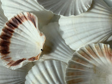 Load image into Gallery viewer, Irish Deep Baking Scallop Shell 4"-4.5" - Seashell Supplies - Scallop Shells Crafts - Irish Baking Shells - Wedding Decor - FREE SHIPPING!