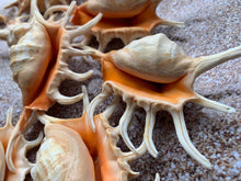 Load image into Gallery viewer, Orange Lambis Lambis Spider Conch 2”-4” - Beach Wedding Decor - Seashells - Spiked Conch - Crafts - Nautical - FREE SHIPPING!