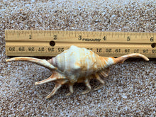 Load image into Gallery viewer, Orange Lambis Lambis Spider Conch 2”-4” - Beach Wedding Decor - Seashells - Spiked Conch - Crafts - Nautical - FREE SHIPPING!