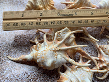 Load image into Gallery viewer, Orange Lambis Lambis Spider Conch 2”-4” - Beach Wedding Decor - Seashells - Spiked Conch - Crafts - Nautical - FREE SHIPPING!