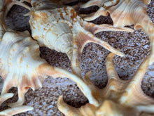 Load image into Gallery viewer, Orange Lambis Lambis Spider Conch 2”-4” - Beach Wedding Decor - Seashells - Spiked Conch - Crafts - Nautical - FREE SHIPPING!