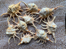 Load image into Gallery viewer, Orange Lambis Lambis Spider Conch 2”-4” - Beach Wedding Decor - Seashells - Spiked Conch - Crafts - Nautical - FREE SHIPPING!