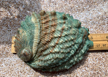 Load image into Gallery viewer, Pink Abalone Rainbow Shells-Haliotis Corrugata 3”- 4.75"-Abalone-Crafting Abalone-Bulk-Craft Seashells-Protection Shell- FREE SHIPPING!