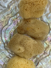 Load image into Gallery viewer, Sea Silk Sponge - Facial Sponge - Natural Sea Silk Sponge -Cosmetic Natural Sea Sponge - Face Care - Beauty Supply - Exfoliating