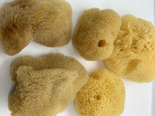 Load image into Gallery viewer, Sea Silk Sponge - Facial Sponge - Natural Sea Silk Sponge -Cosmetic Natural Sea Sponge - Face Care - Beauty Supply - Exfoliating