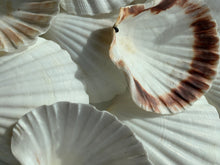 Load image into Gallery viewer, Irish Deep Baking Scallop Shell 4"-4.5" - Seashell Supplies - Scallop Shells Crafts - Irish Baking Shells - Wedding Decor - FREE SHIPPING!