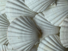 Load image into Gallery viewer, Irish Deep Baking Scallop Shell 4"-4.5" - Seashell Supplies - Scallop Shells Crafts - Irish Baking Shells - Wedding Decor - FREE SHIPPING!