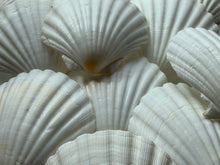 Load image into Gallery viewer, Irish Deep Baking Scallop Shell 4"-4.5" - Seashell Supplies - Scallop Shells Crafts - Irish Baking Shells - Wedding Decor - FREE SHIPPING!