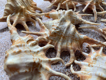 Load image into Gallery viewer, Orange Lambis Lambis Spider Conch 2”-4” - Beach Wedding Decor - Seashells - Spiked Conch - Crafts - Nautical - FREE SHIPPING!