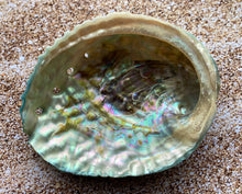 Load image into Gallery viewer, Pink Abalone Rainbow Shells-Haliotis Corrugata 3”- 4.75"-Abalone-Crafting Abalone-Bulk-Craft Seashells-Protection Shell- FREE SHIPPING!