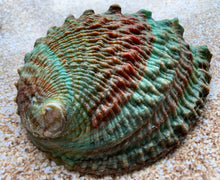 Load image into Gallery viewer, Pink Abalone Rainbow Shells-Haliotis Corrugata 3”- 4.75"-Abalone-Crafting Abalone-Bulk-Craft Seashells-Protection Shell- FREE SHIPPING!