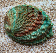 Load image into Gallery viewer, Pink Abalone Rainbow Shells-Haliotis Corrugata 3”- 4.75"-Abalone-Crafting Abalone-Bulk-Craft Seashells-Protection Shell- FREE SHIPPING!