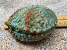 Load image into Gallery viewer, Pink Abalone Rainbow Shells-Haliotis Corrugata 3”- 4.75"-Abalone-Crafting Abalone-Bulk-Craft Seashells-Protection Shell- FREE SHIPPING!