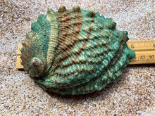 Load image into Gallery viewer, Pink Abalone Rainbow Shells-Haliotis Corrugata 3”- 4.75"-Abalone-Crafting Abalone-Bulk-Craft Seashells-Protection Shell- FREE SHIPPING!