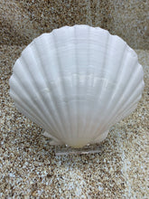 Load image into Gallery viewer, Plastic Easel - Stands for Sea Shells - Stand for Sand Dollars, Starfish, Abalone, Scallops, Mineral Slices - FREE SHIPPING!