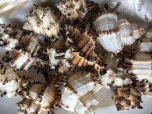 Load image into Gallery viewer, Mystery Box, Various Sea Shells Aligned Personalized box, Mix of Natural pieces 1/2 lb Sea Items-Sea Shells Sea Glass, Starfish, Sandollar