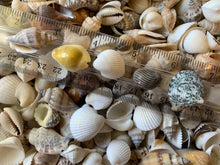 Load image into Gallery viewer, Shell Mix-1/2"-1" Small/Medium Shell Mix-Craft Seashells-Small Seashells-Beach Wedding Decor-Seashells Supplies-Tiny Seashells-FREE SHIPPING