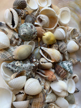 Load image into Gallery viewer, Shell Mix-1/2"-1" Small/Medium Shell Mix-Craft Seashells-Small Seashells-Beach Wedding Decor-Seashells Supplies-Tiny Seashells-FREE SHIPPING