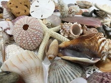 Load image into Gallery viewer, Mystery Box, Various Sea Shells Aligned Personalized box, Mix of Natural pieces 1/2 lb Sea Items-Sea Shells Sea Glass, Starfish, Sandollar