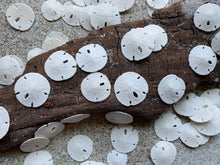 Load image into Gallery viewer, Small Sand Dollars 3/4"-1” - Sand Dollar - Craft Supply - Beach Wedding Favors - Wedding Decor - Bulk - Seashell - Gift - FREE SHIPPING!